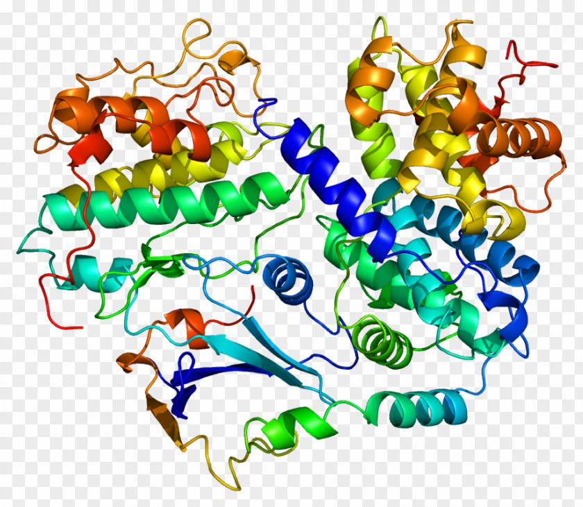 CDKN1B Cyclin-dependent Kinase Cell Cycle Protein PNG