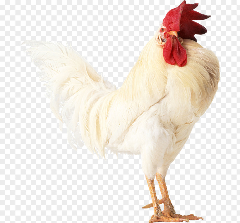 Chicken Rooster Chinese Zodiac جوجه Stock Photography PNG