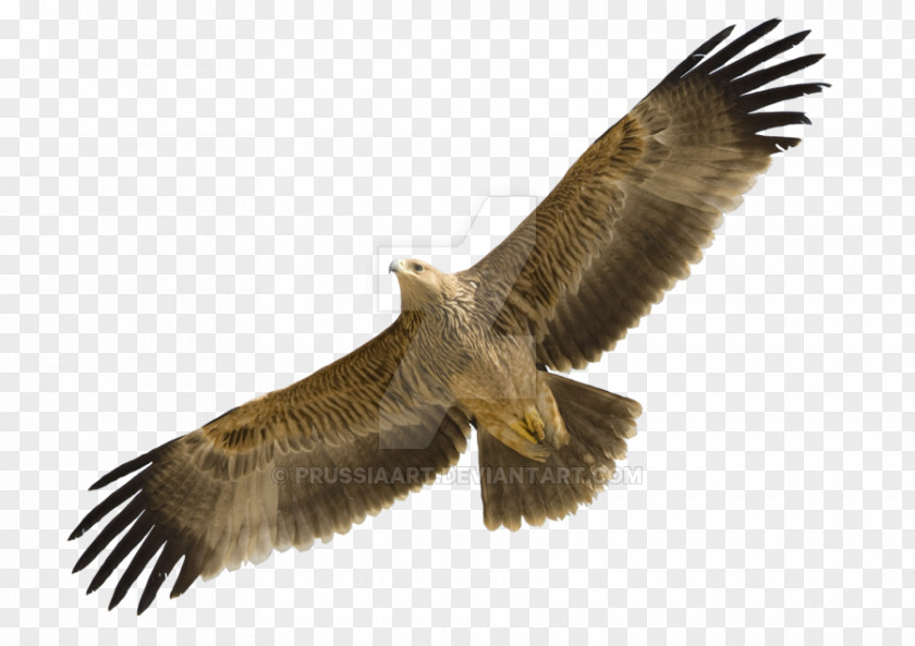 Eagle Eastern Imperial Golden Bird Egyptian Vulture Spanish PNG