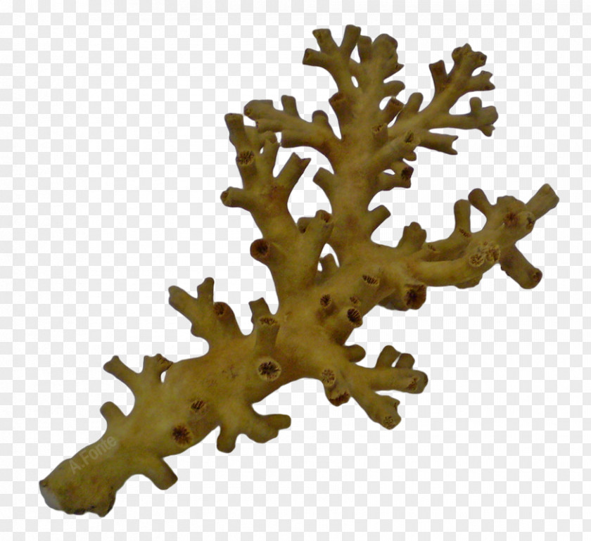 Great Barrier Reef Cnidaria Dendrophyllia Death Threat Sponge PNG