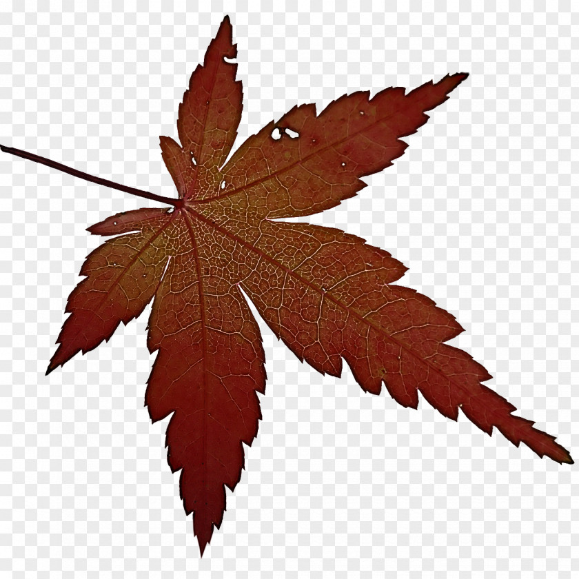 Maple Leaf PNG