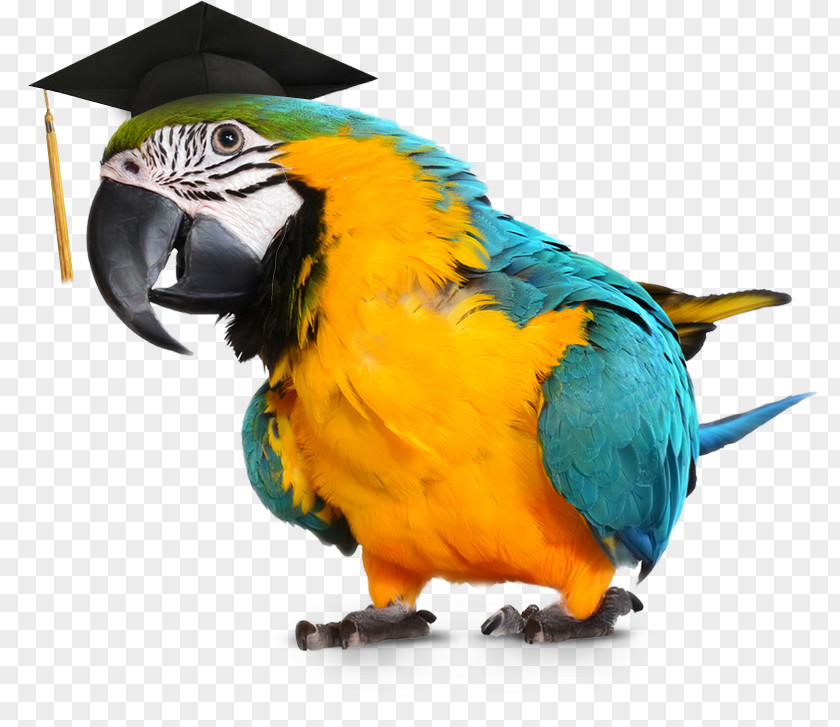 Parrot Blue-and-yellow Macaw Talking Bird PNG