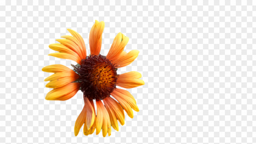 Computer Transvaal Daisy Petal Orange S.a. PNG