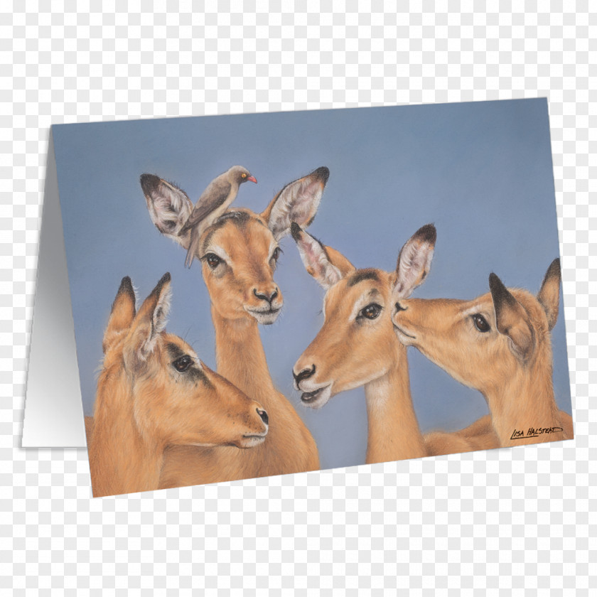Deer Antelope South Africa Water Bird PNG