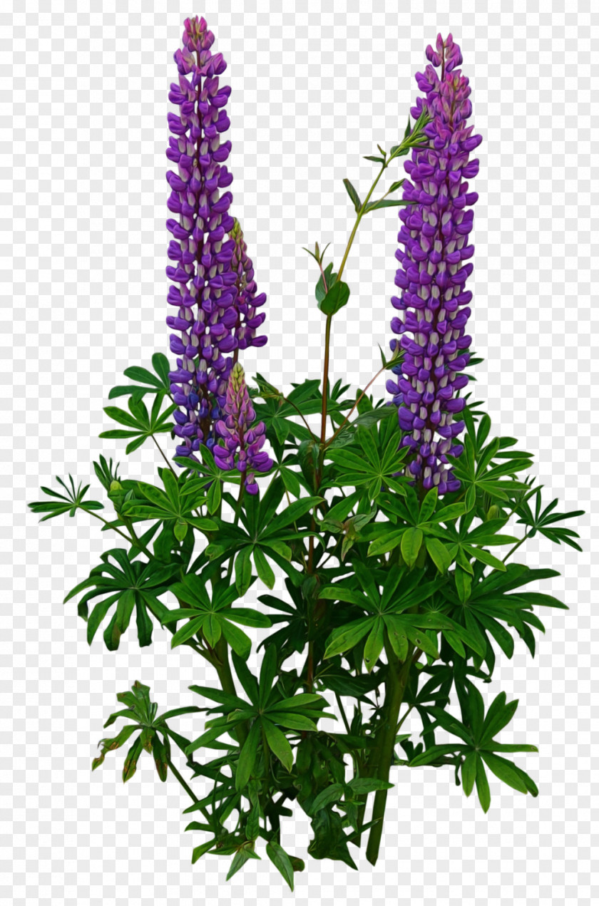 Lavanda Flower Garden Plant Lupine PNG