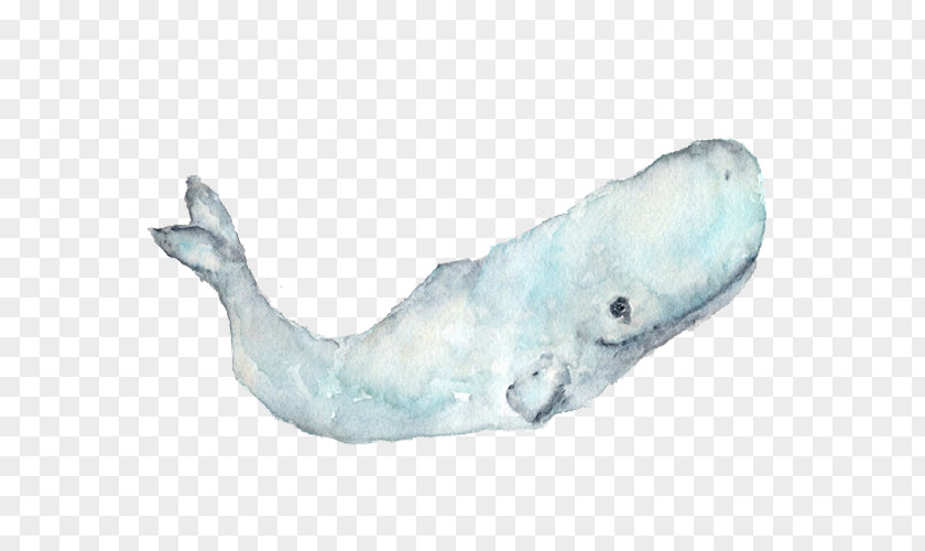 Sperm Whale Paper Watercolor Painting PNG whale painting, Hand-painted clipart PNG