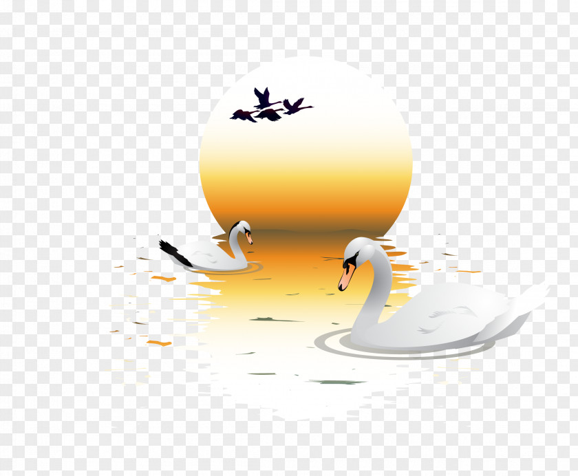 Vector Swan Lake Water Bird Goose Anatidae Illustration PNG