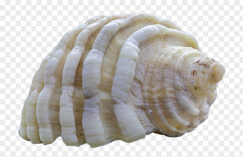 Cockle Conchology Conch Seashell Sea Snail PNG