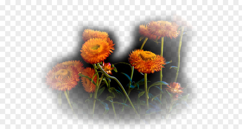 Design Floral Cut Flowers PNG