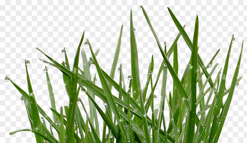 Grass Vetiver Water Sweet Wheatgrass Moisture PNG