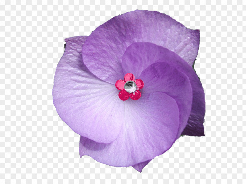 Purple Flowers Violet Flower Accesso PNG