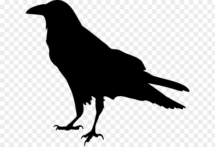 Silhouette American Crow Common Raven PNG
