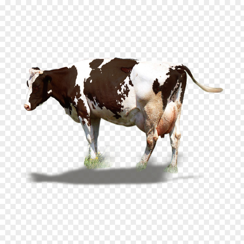 Big Cow Material Dairy Cattle Milk Ox PNG