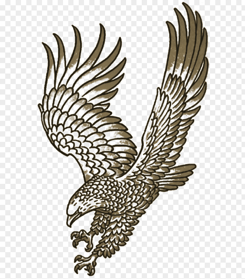Eagle Hawk Line Art Beak Feather PNG
