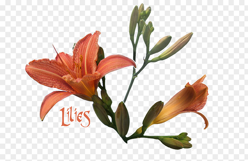 Orange Lily Of The Incas Cut Flowers Plant Stem Petal PNG