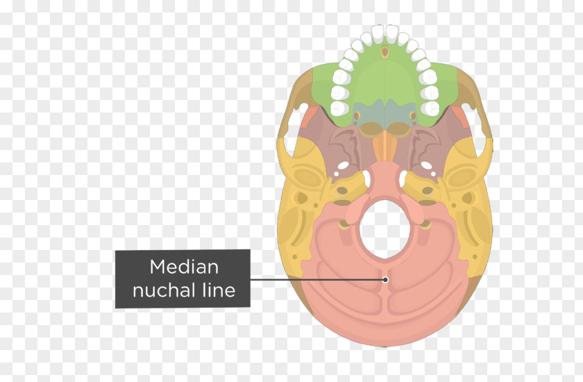 Skull Palatine Bone Vomer Anatomy Lacrimal Nasal PNG