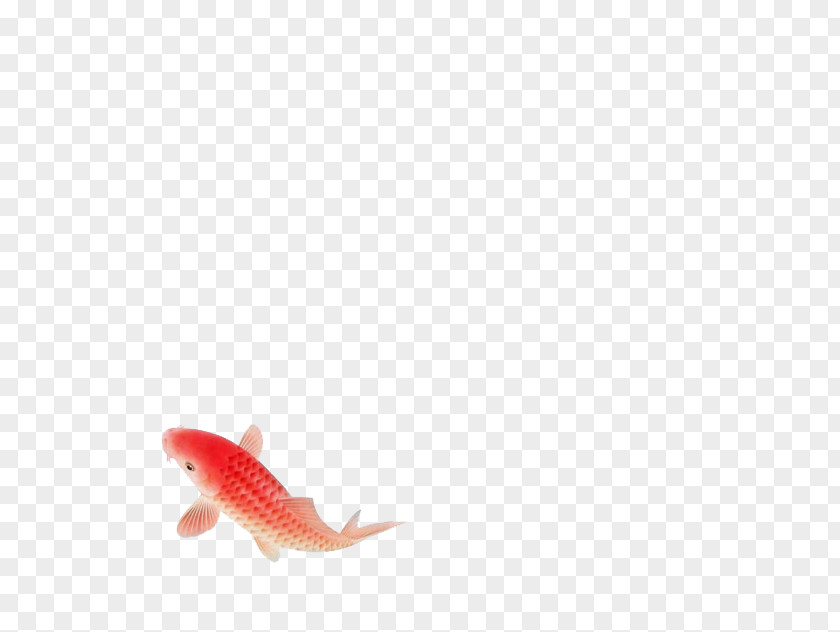 A Red Fish Koi PNG