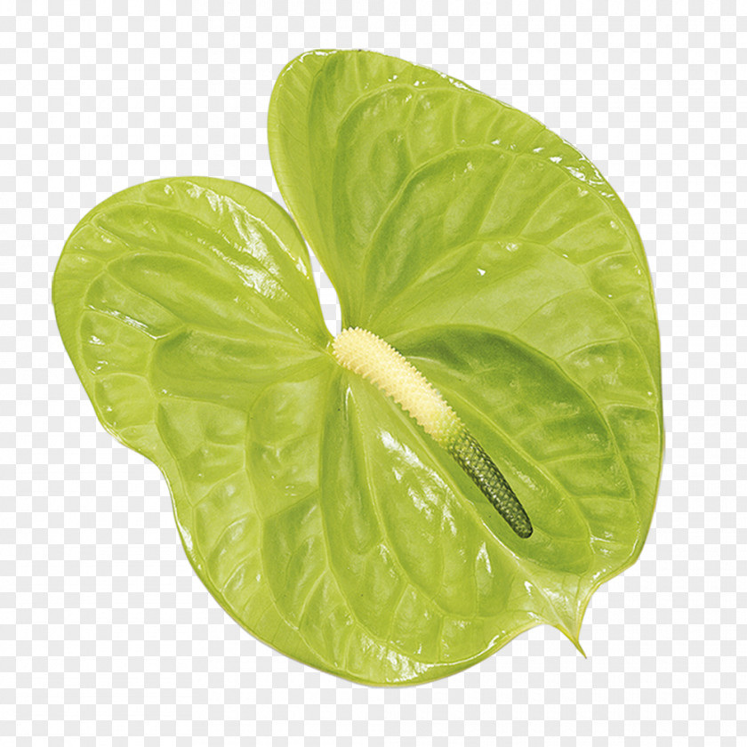 Tropical Flower Anthurium Andraeanum Cut Flowers Green Spadix PNG