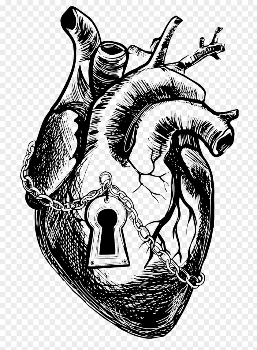 Anatomical Vector Clip Art Anatomy Heart Drawing Graphics PNG