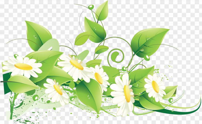 Camomile Flower Green Clip Art PNG