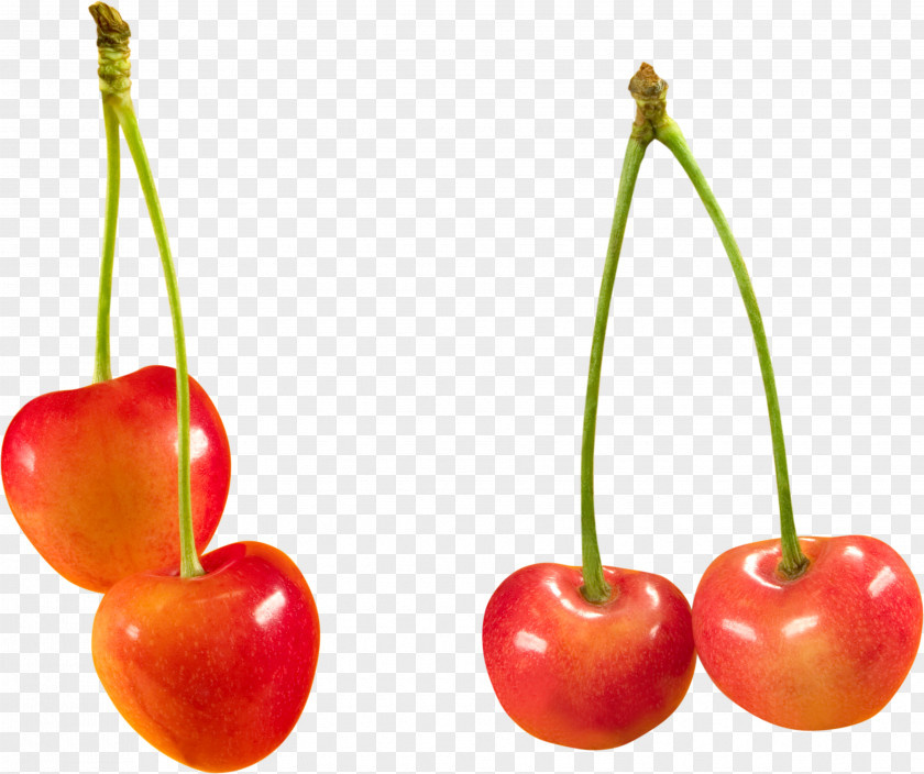 Cherry Image Cerasus Clip Art PNG