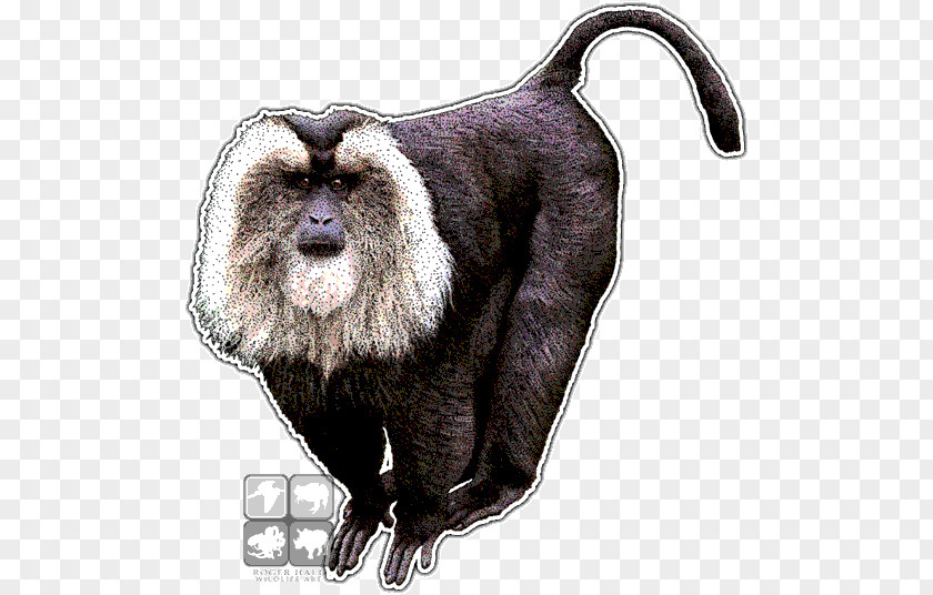Cotton Top Tamarin Animal Lion-tailed Macaque Drawing Monkey PNG