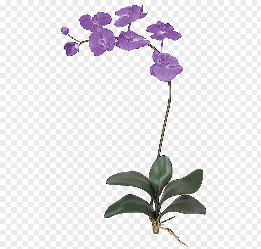 Flower Orchids Petal Plant Stem PNG