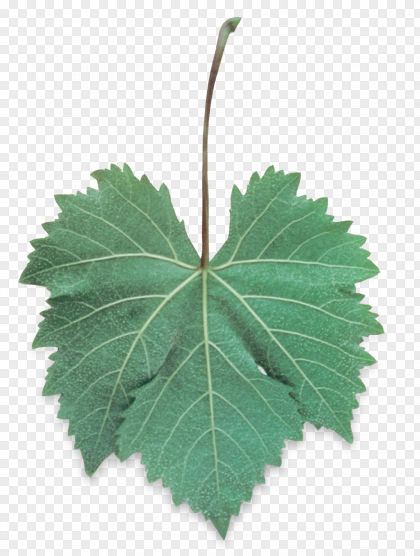 Grape Leaves Palomino Muscat Wine Leaf PNG