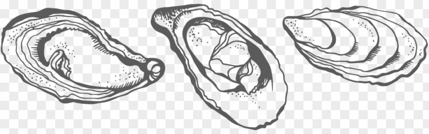 Oyster Drawing Crassostrea Line Art Sketch PNG