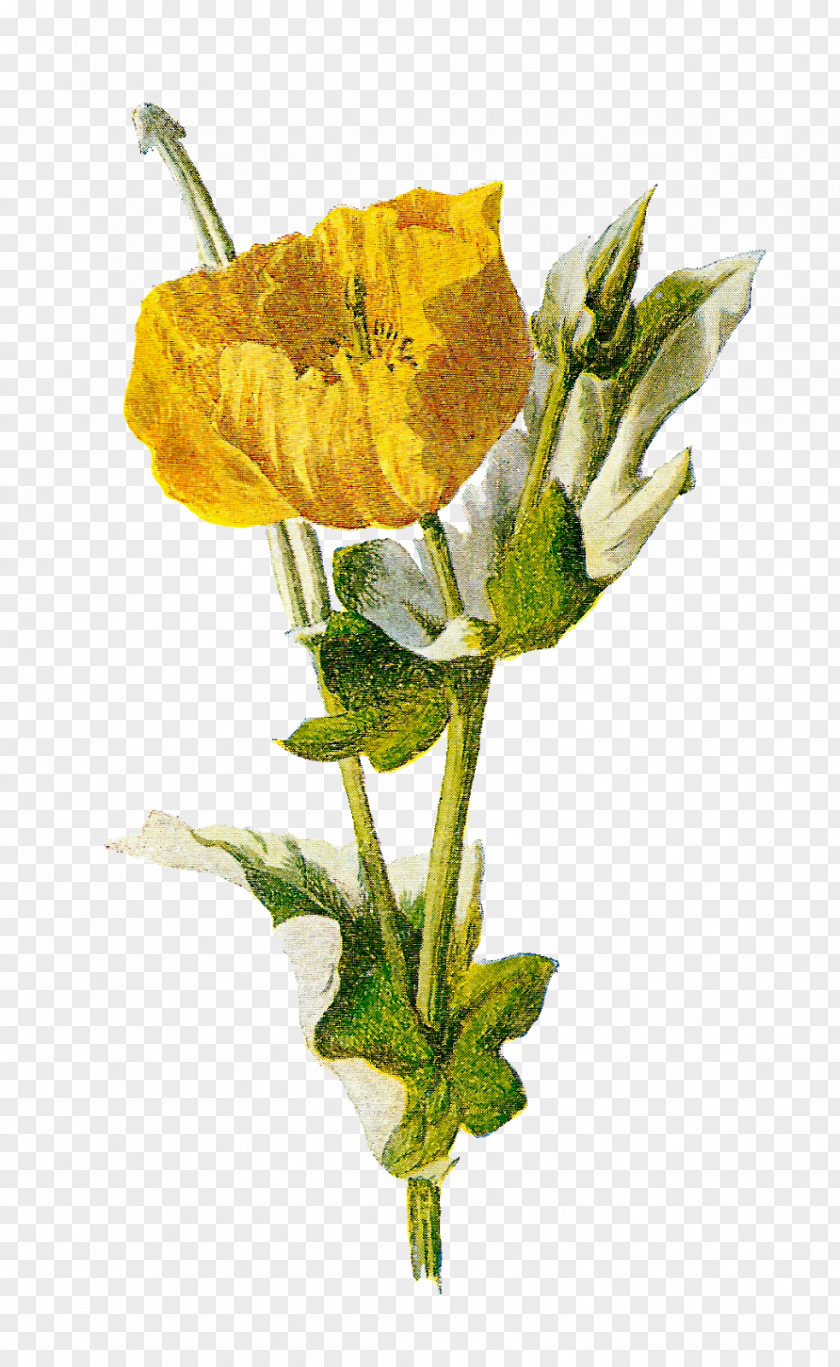 Poppy Common Opium Flower PNG