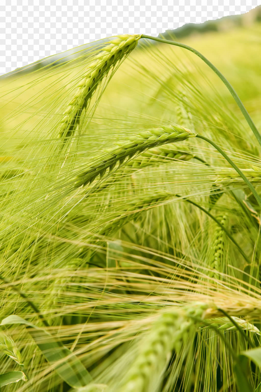 Rice Background Wheat Crop High-definition Television Barley Wallpaper PNG