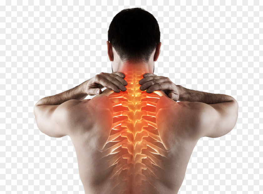 Back Pain Neck In Spine Cervical Vertebrae Chiropractic PNG