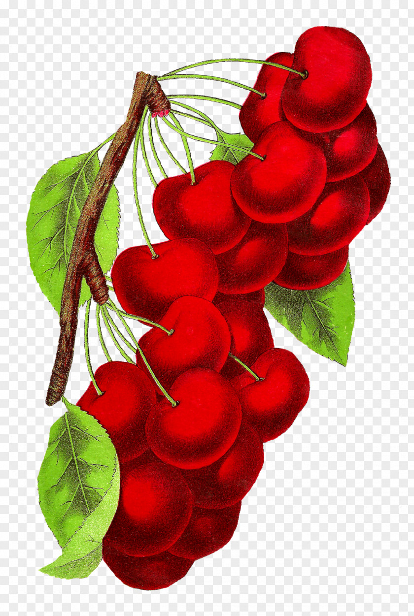 Cherry Botanical Illustration Botany Royalty-free PNG