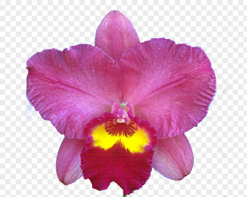 Christmas Orchid Crimson Cattleya Dendrobium Orchids Moth PNG