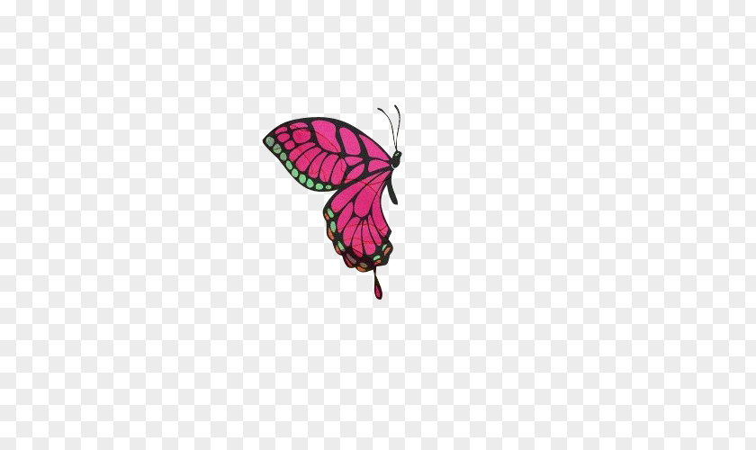 Insect Butterfly Icon PNG