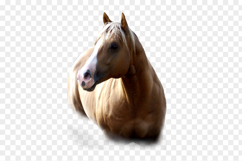 Mustang American Paint Horse Quarter Mane Mare PNG