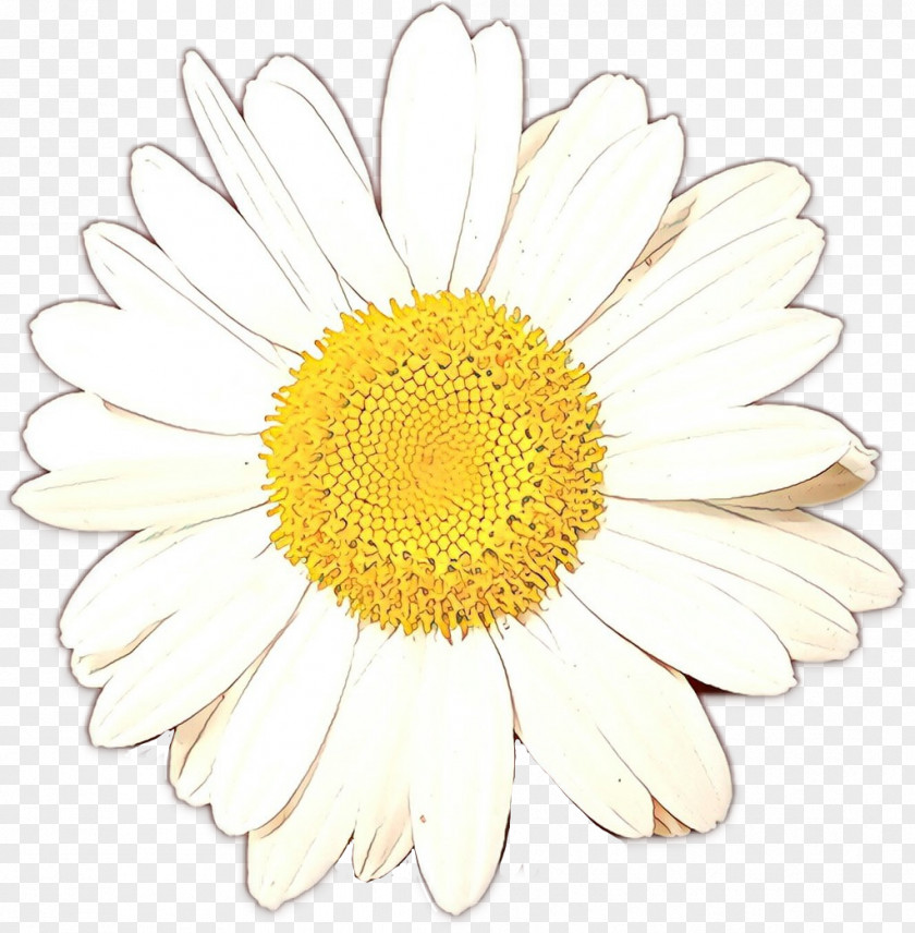 Oxeye Daisy Chrysanthemum Transvaal Floral Design Cut Flowers PNG