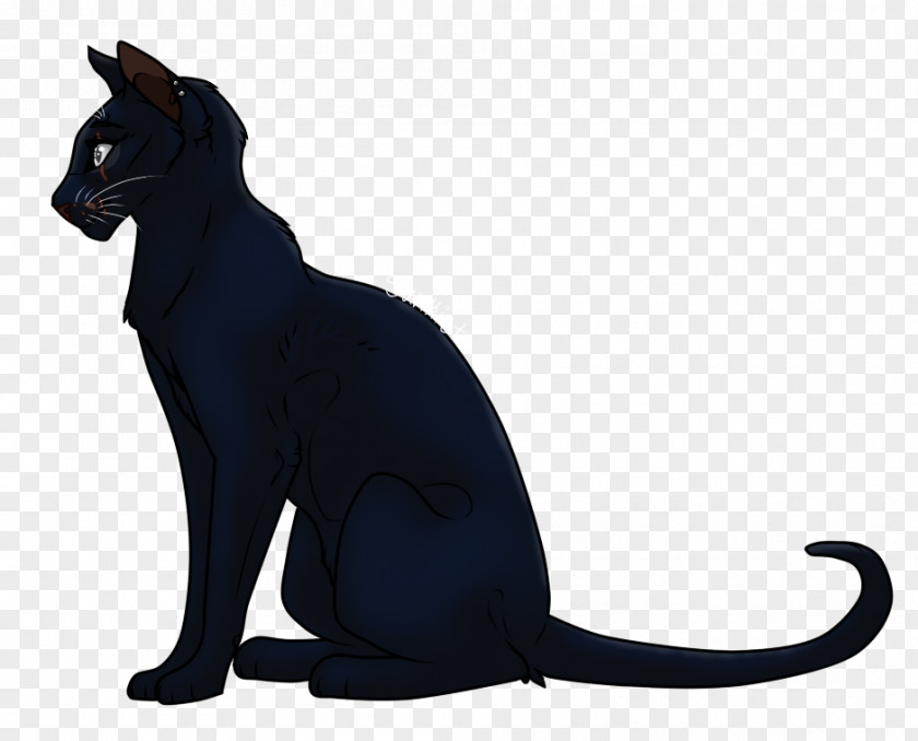 Petals Fluttered In Front Whiskers Cat Puma Tail Black Panther PNG