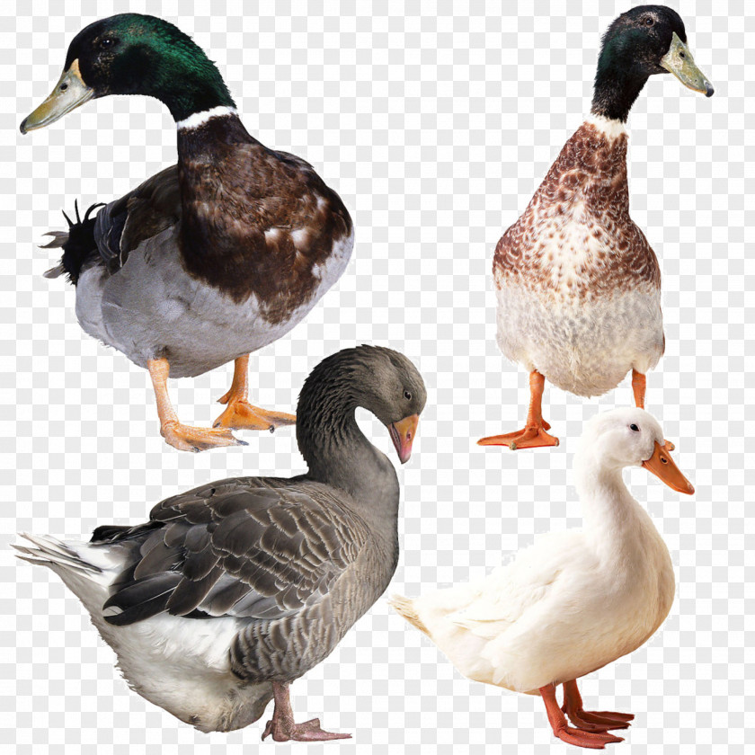 Poultry Goose Duck Image File Formats PNG