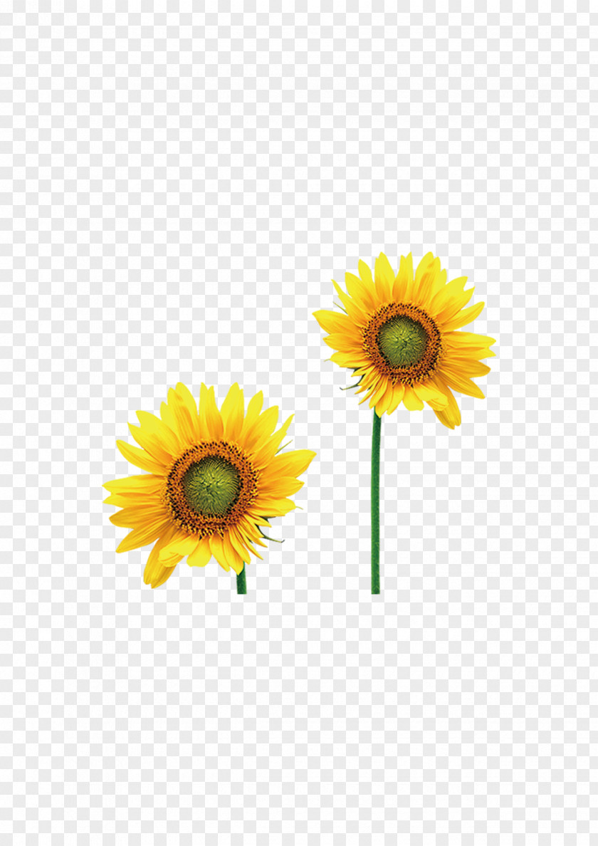Sunflower Common Intellectual Disability Photography PNG