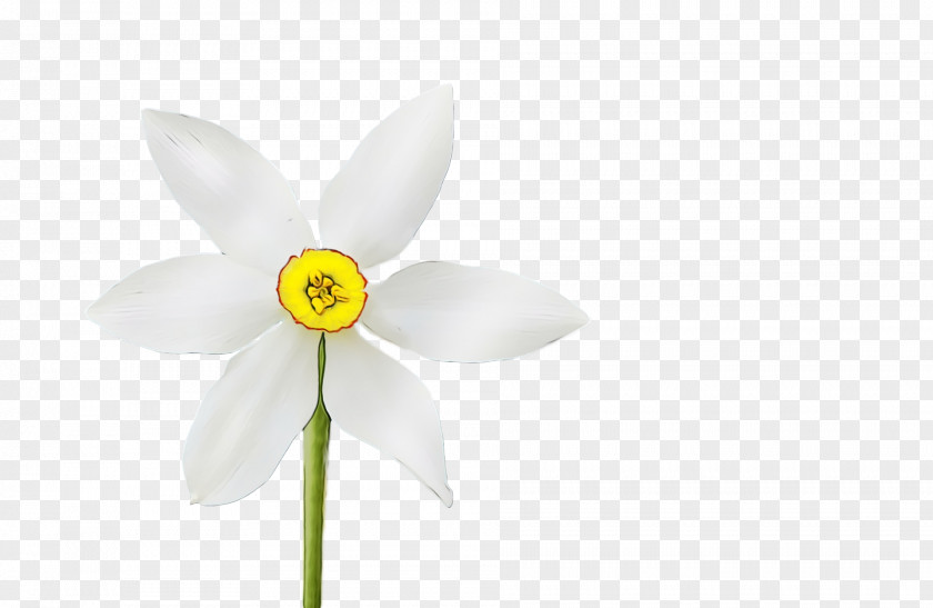 White Flower Petal Wheel Narcissus PNG