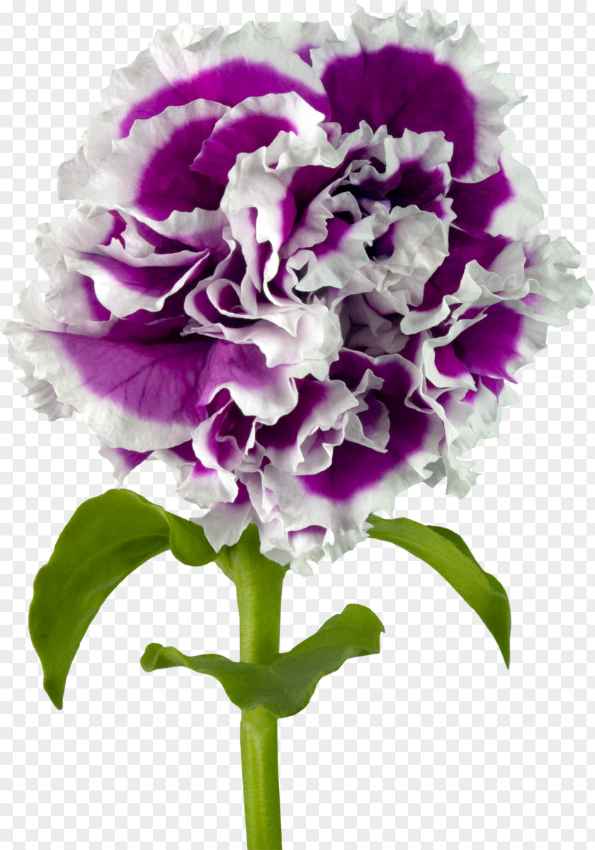 CARNATION Carnation Nosegay Purple Cut Flowers PNG