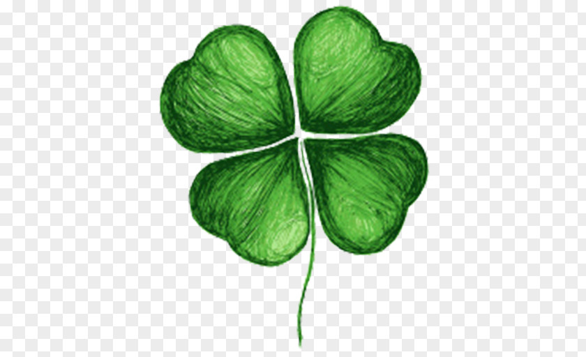 Clover Four-leaf Drawing Shamrock PNG