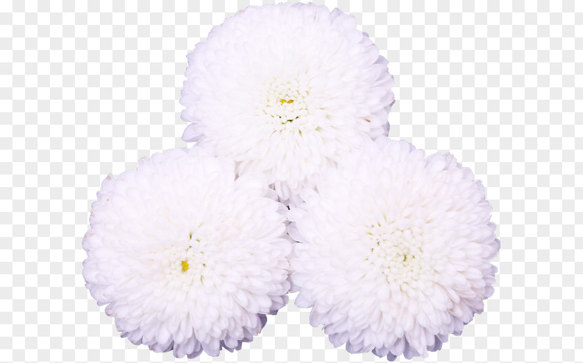 Chrysanthemum Flower Petal Wedding Dress Floral Design PNG