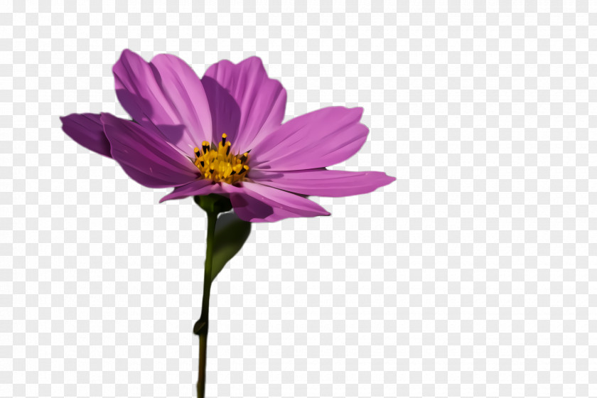 Daisy Family Violet Flower Flowering Plant Petal Pink PNG