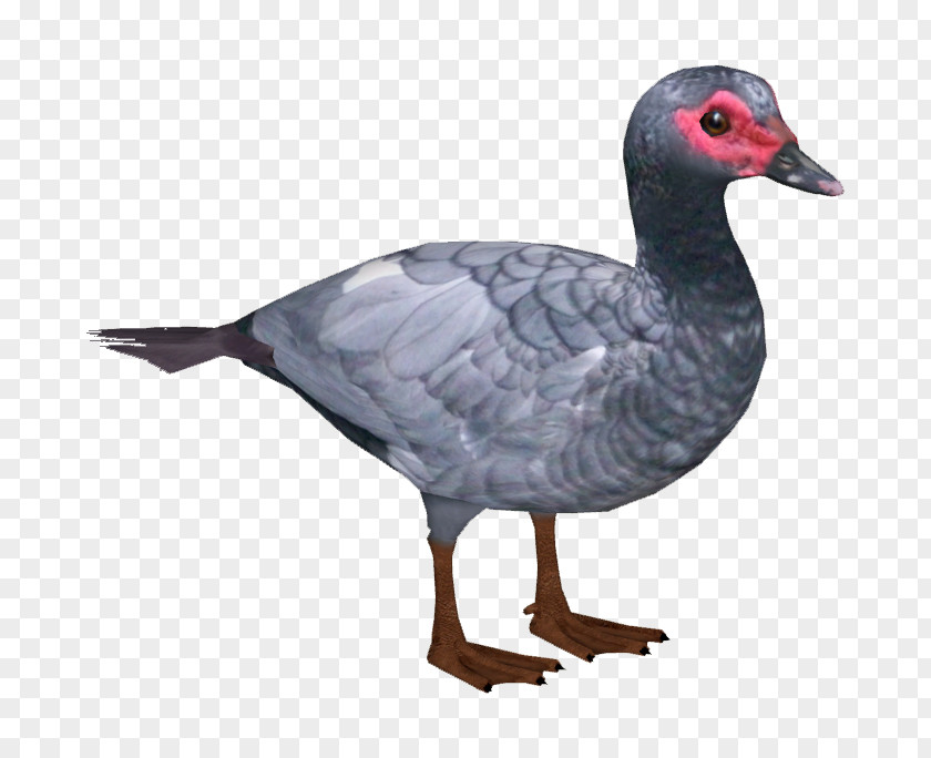 DUCK Goose Duck Water Bird Anatidae PNG