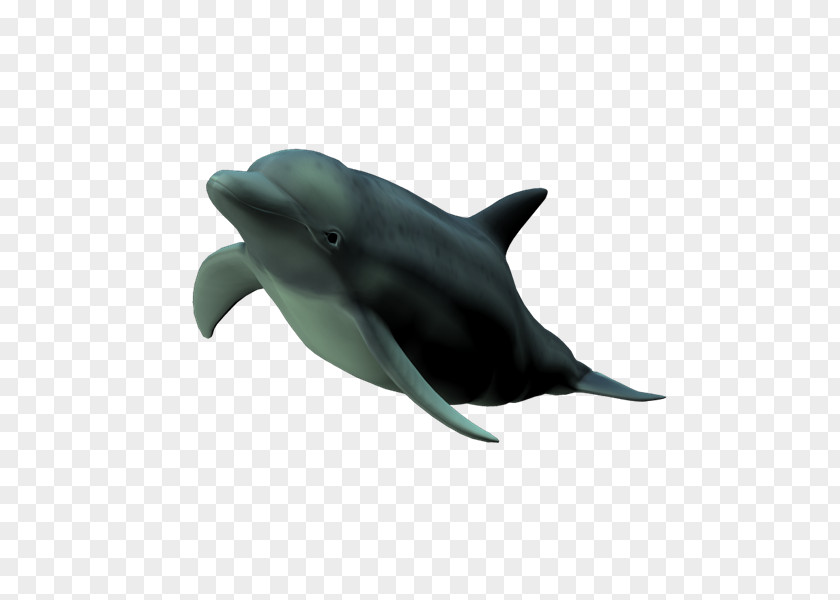 Jw Common Bottlenose Dolphin Short-beaked Tucuxi Wholphin Rough-toothed PNG