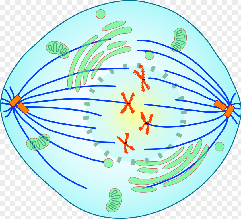 Magnified Cancer Cell Cartoon Prometaphase Mitosis Spindle Apparatus Meiosis PNG