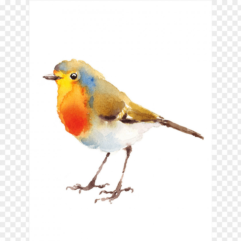 Painting European Robin Watercolor Drawing PNG