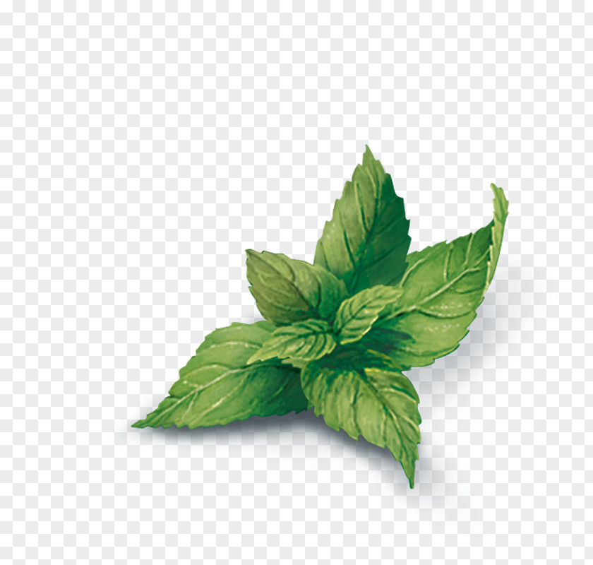Tea Yogi Peppermint Infusion Herb PNG